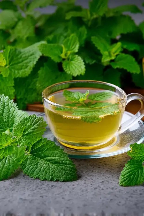 best lemon balm tea for weight loss