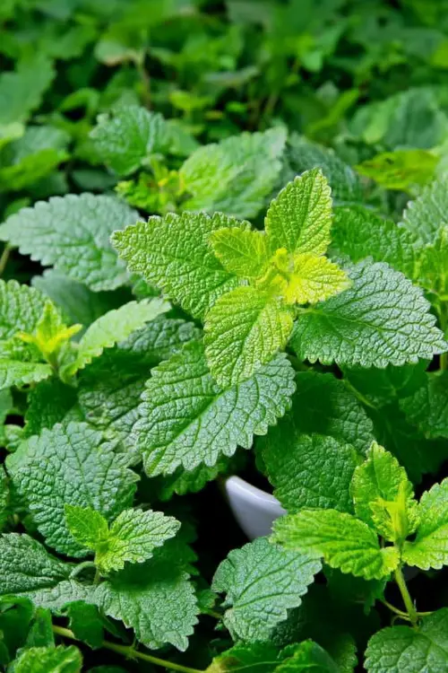 how to make lemon balm tea for weight loss